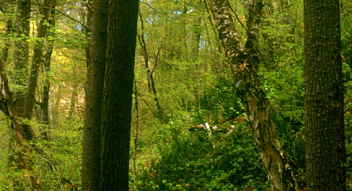Central Mesic Cold-Slope Hardwood-Conifer Forest