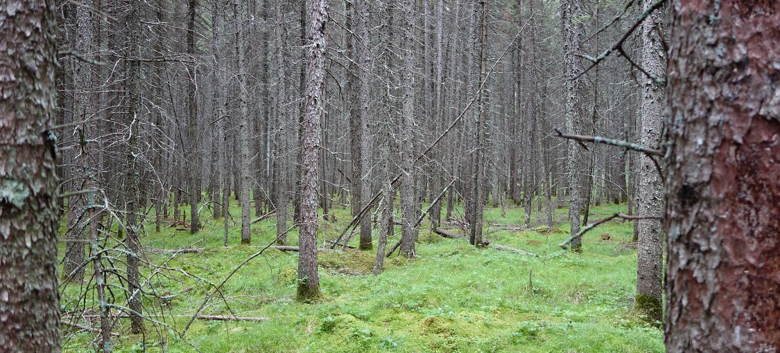 Northern Poor Conifer Swamp