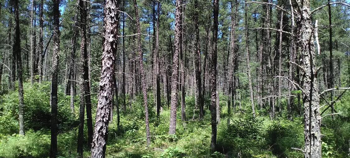 Central Dry Pine Woodland