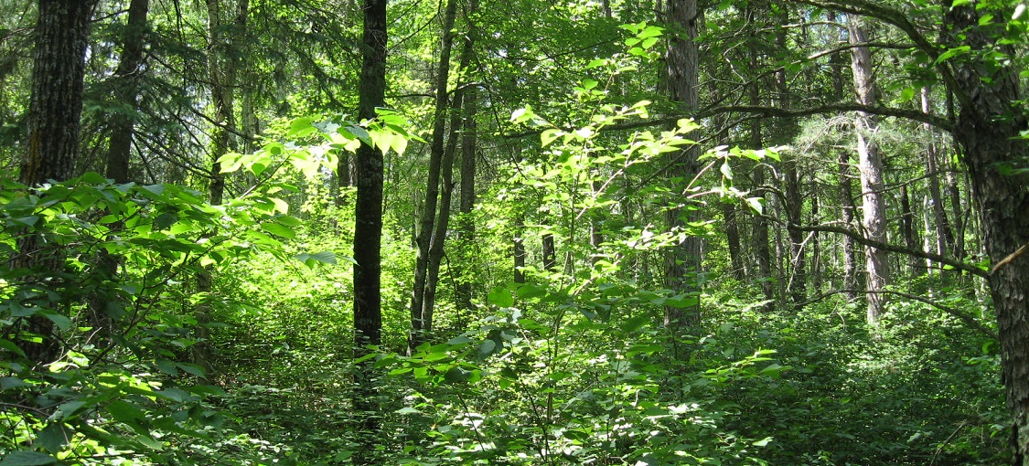 Central Dry-Mesic Pine-Hardwood Forest