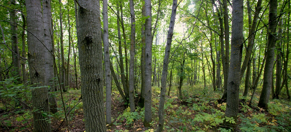 Southern Dry-Mesic Oak-Aspen Forest