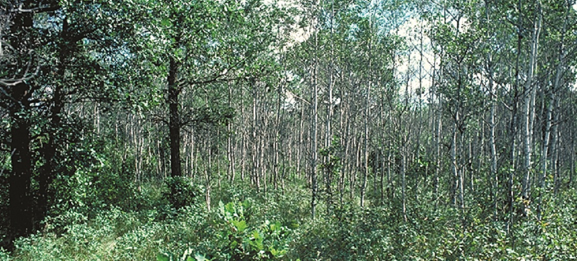 Northwestern Mesic Aspen-Oak Woodland