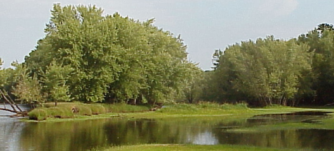 Southern Floodplain Forest