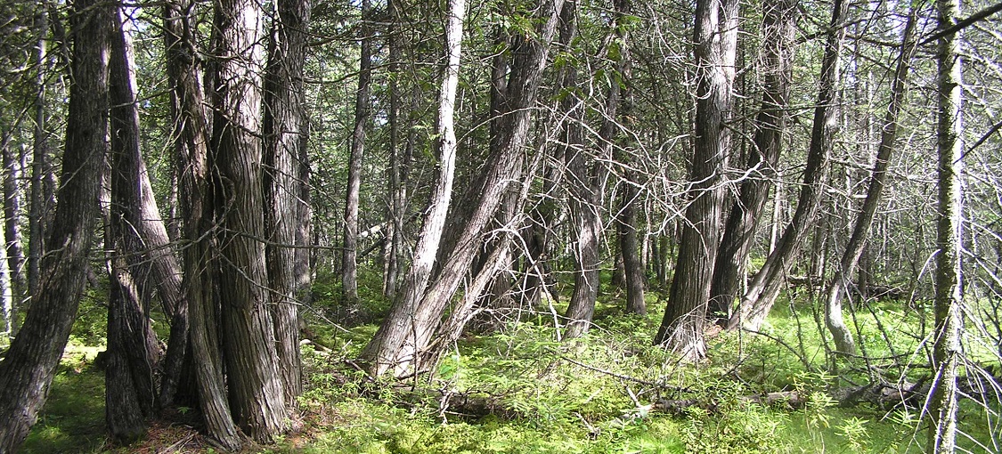 Northern Cedar Swamp