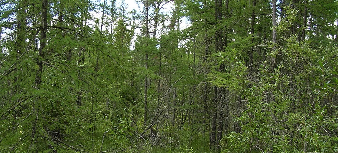 Northern Rich Tamarack Swamp (Eastern Basin)