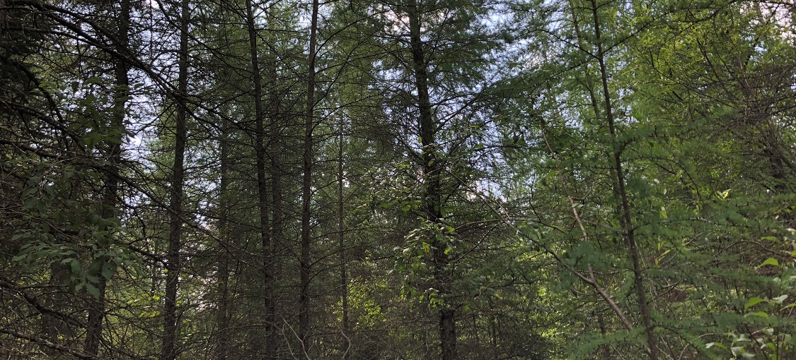 Northern Rich Tamarack Swamp (Water Track)