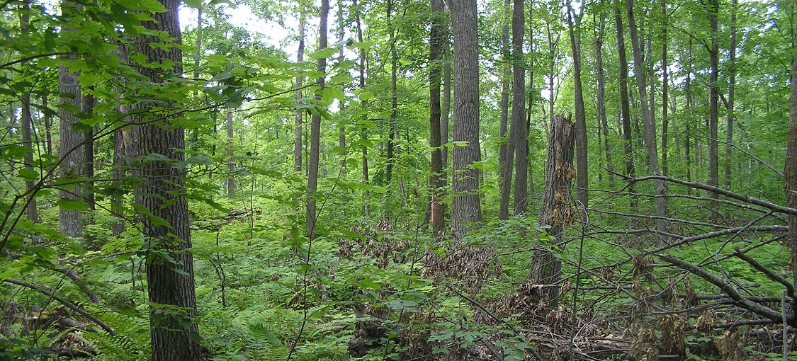 Central Dry-Mesic Oak-Aspen Forest