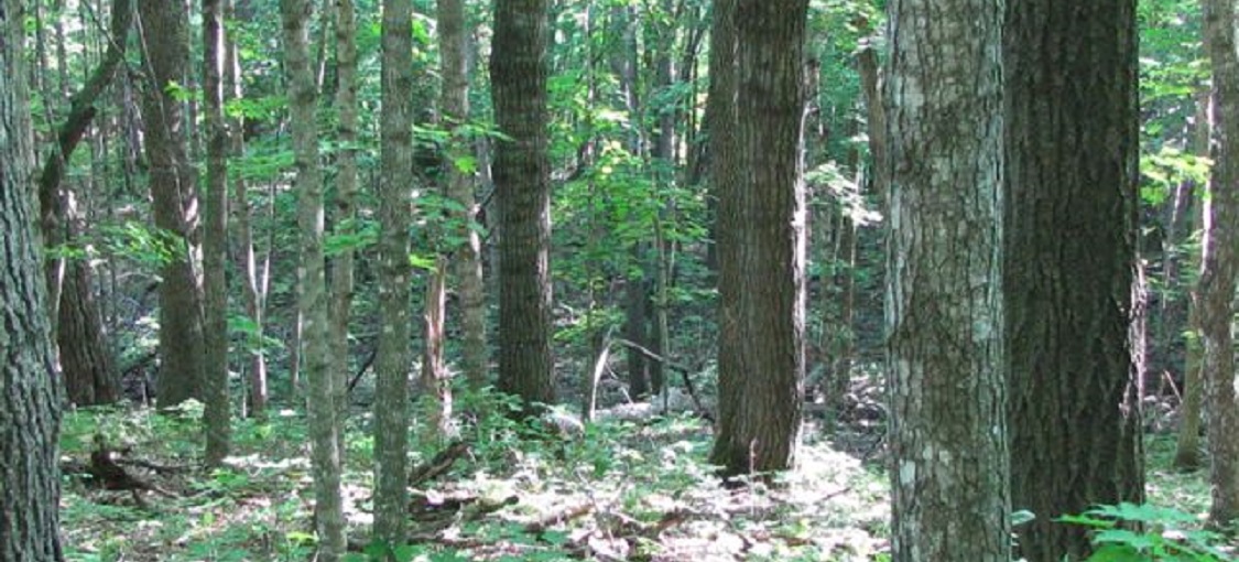 Central Mesic Hardwood Forest (Western)