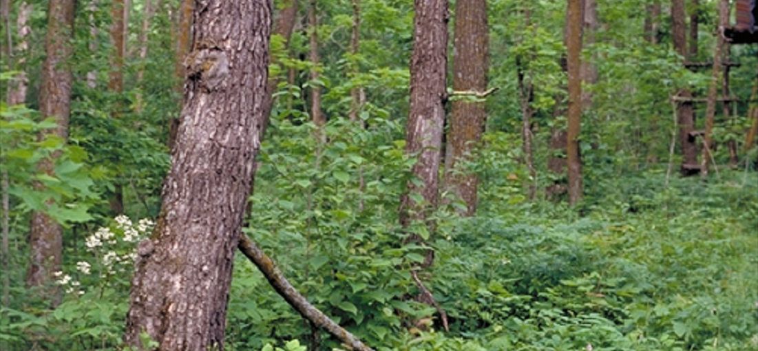 Central Wet-Mesic Hardwood Forest