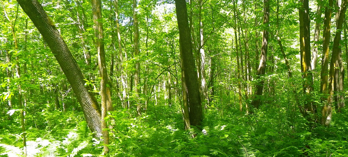 Northern Wet-Mesic Hardwood Forest