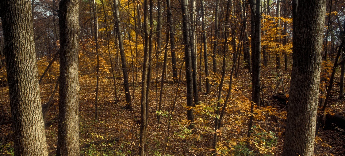 Southern Dry-Mesic Oak Forest