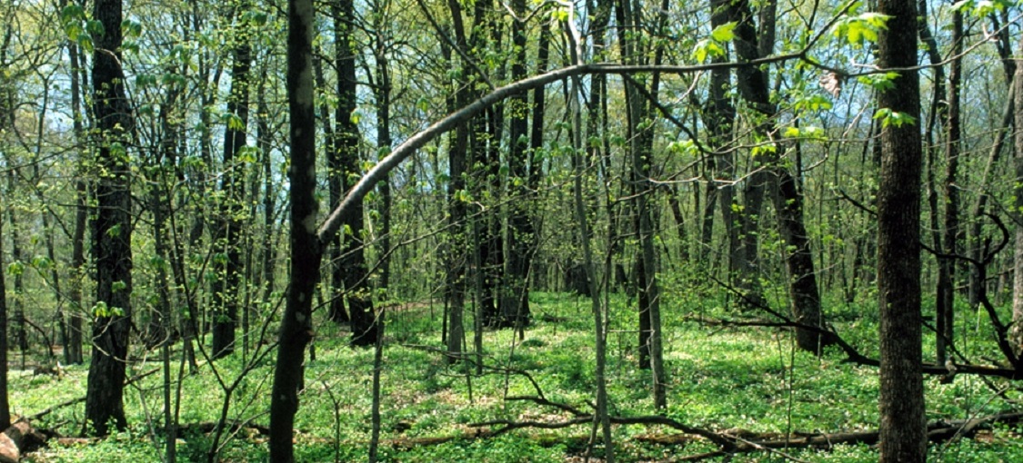 Southern Wet-Mesic Hardwood Forest