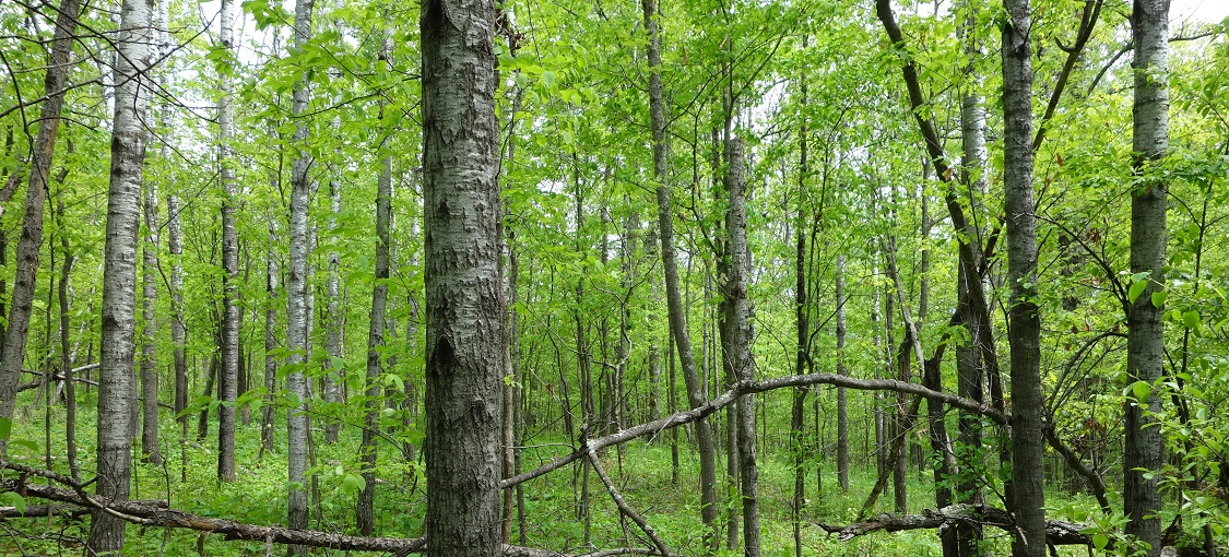 Southern Wet Aspen Forest