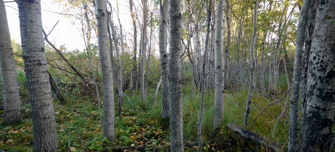 Northwestern Wet Aspen Forest